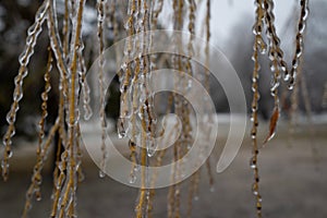 Black Ice on wooden Branch