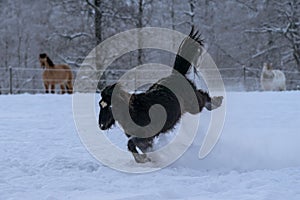 Black Icelandic horse with blue eyes bucking in deep snow