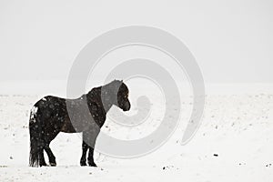 Black Icelandic Horse Solo photo
