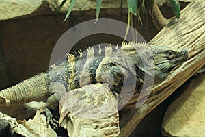 Black iguana