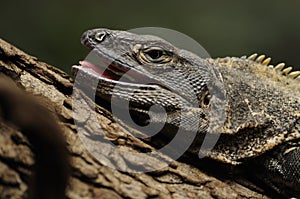 Black Iguana (Ctenosaura similis)