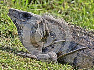 Black iguana, Ctenosaura similis, is a massive lizard, residing mostly on the ground, Belize