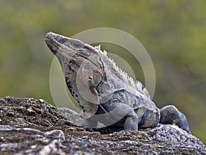 Black iguana, Ctenosaura similis, is a massive lizard, residing mostly on the ground, Belize