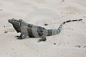 Black Iguana, Ctenosaura similis