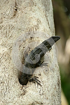 Black Iguana Emerging from Tree Hole