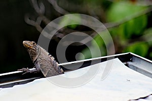 Black Iguana Gutter Cleaning Services - Verified Pros