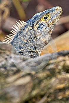 Black Iguana, Marino Ballena National Park, Costa Rica