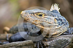 Black Iguana, Marino Ballena National Park, Costa Rica