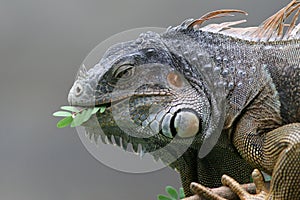 Black Iguana - Roatan, Honduras