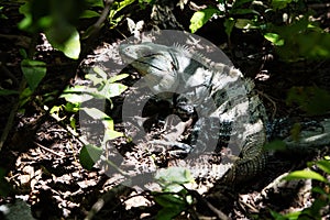 Black Iguana in Shadows of Tropical Forest