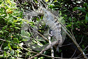 Black Iguana in Tropical Forest