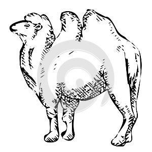 Black image of stylized bactrian camel