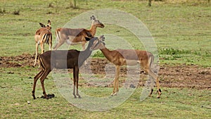 Black Impala at Boteilierskop Private Reserve