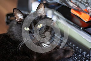 Black impudent cat lying on the keyboard