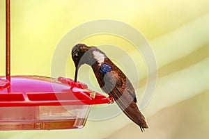 Black Inca hummingbird sucking sugar water at a hummingbird feeder, Rogitama Biodiversidad, Colombia photo