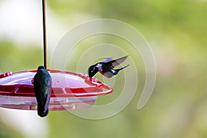 Black inca hummingbird (Coeligena prunellei) sucking sugar water, Rogitama Biodiversidad, Colombia photo