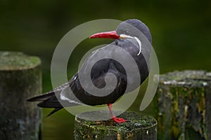 Black Inca Tern with red bill, Peru. Inca Tern, Larosterna inca, bird on the tree branch on Peruvian coast. Bird in the nature sea