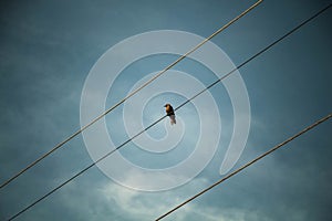 Black Indian Crow bird resting in Electric Wire