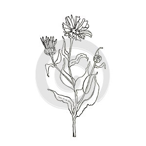Black ink illustration od dried calendula flowers for home made healthcare, such as tinctures, tea, soap, oil etc
