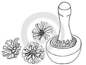Black ink illustration od dried calendula flowers for home made healthcare, such as tinctures, tea, soap, oil etc