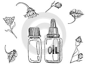 Black ink illustration od dried calendula flowers for home made healthcare, such as tinctures, tea, soap, oil etc