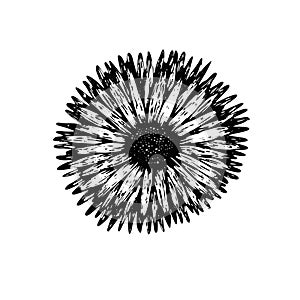 Black ink vector hand drawn sketch gerbera blossom