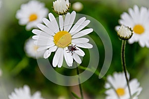 Black insect on a daisy flower