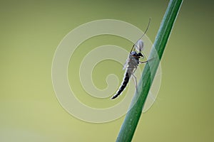 Black insect with feather-like antennae sitting on a blade of grass