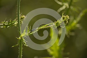 Black insect on a green plant photo