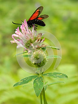 A black insect with red wings sits on a clover