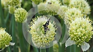 Black insect with white spots and yellow sripes on spherical inflorescence