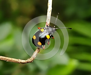 Black insect with yellow spots