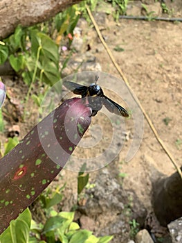 A Black iridescent Bumble Bee