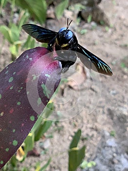 A Black iridescent Bumble Bee