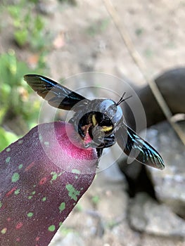 A Black iridescent Bumble Bee