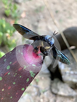 A Black iridescent Bumble Bee