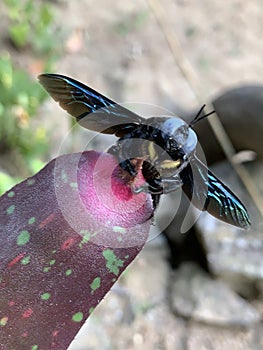 A Black iridescent Bumble Bee