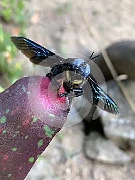 A Black iridescent Bumble Bee