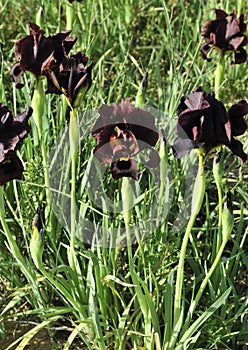 Black Iris