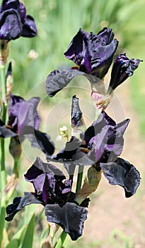 Black Iris 2