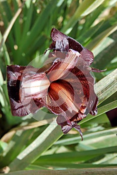 Black iris flower.