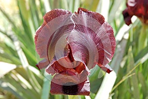 Black iris flower.