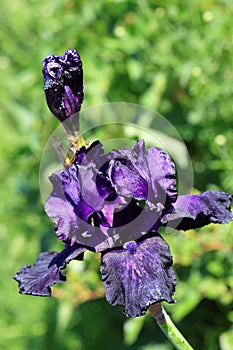 Black iris flower