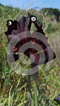 Black iris flower