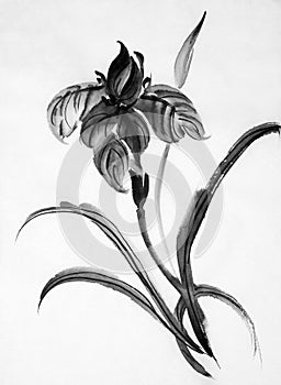 Black iris flower
