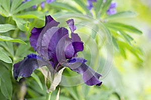 Black iris flower on a blurry greenery background