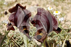 Black iris flowers.
