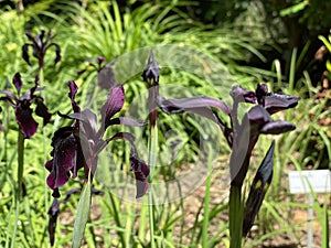 Black iris / Iris chrysographes / Black-flowered, Siberian Iris, Goldstreifen-Schwertlilie or Gold-Marked Iris photo