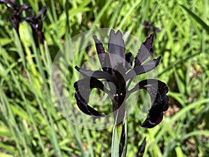 Black iris / Iris chrysographes / Black-flowered, Siberian Iris, Goldstreifen-Schwertlilie or Gold-Marked Iris photo