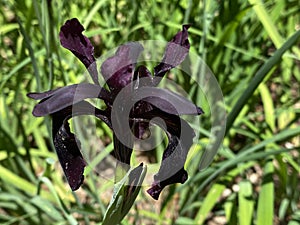 Black iris / Iris chrysographes / Black-flowered, Siberian Iris, Goldstreifen-Schwertlilie or Gold-Marked Iris photo